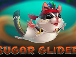 Sugar Glider thumbnail